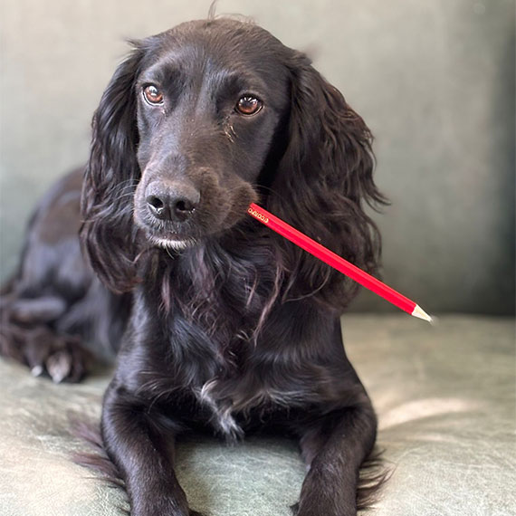 Selby Lowndes office dog Olive