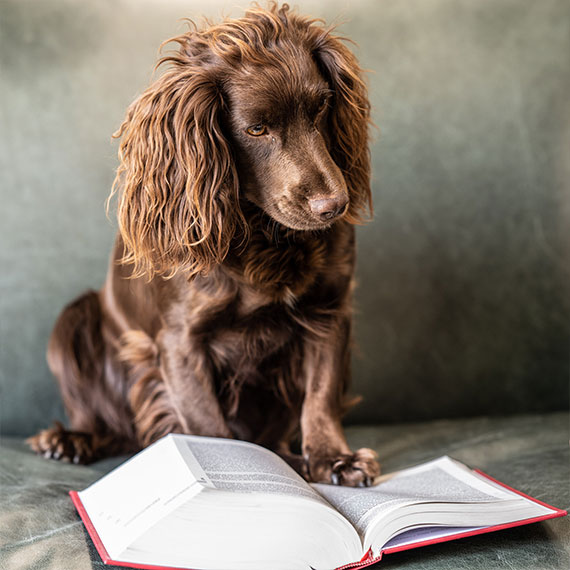 Selby Lowndes office dog Pippin